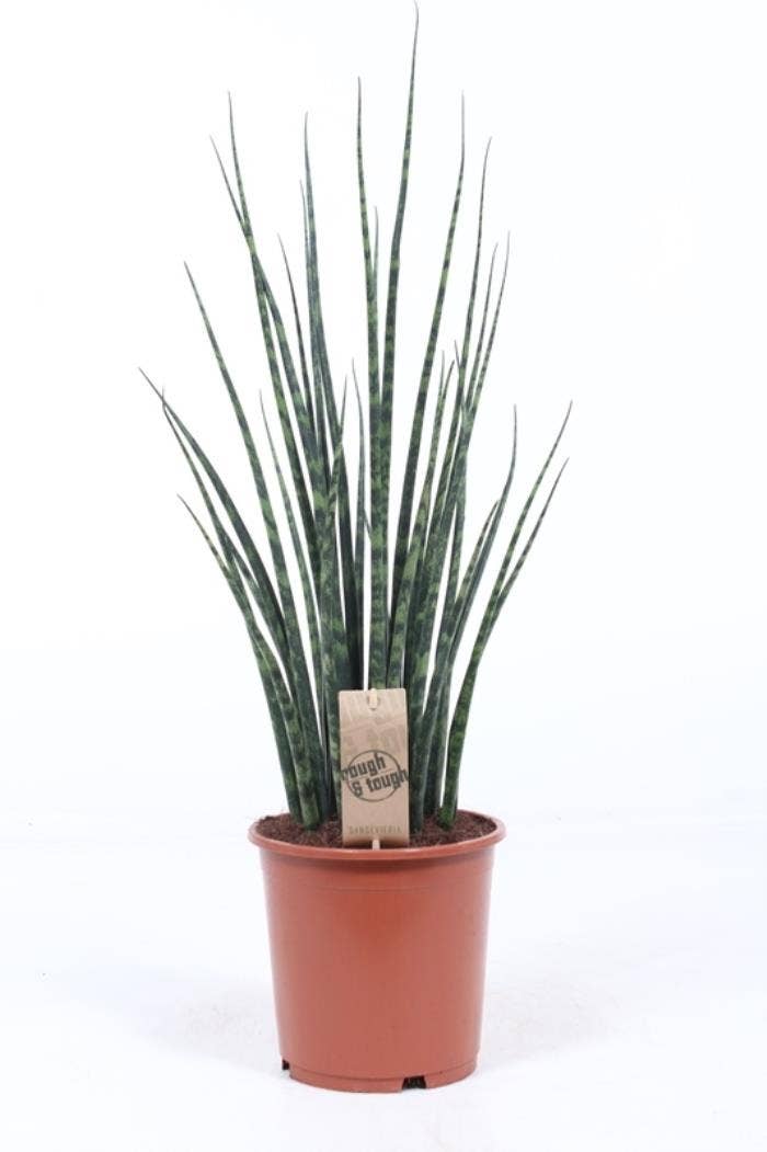 Sansevieria cyl. Fernwood Mikado