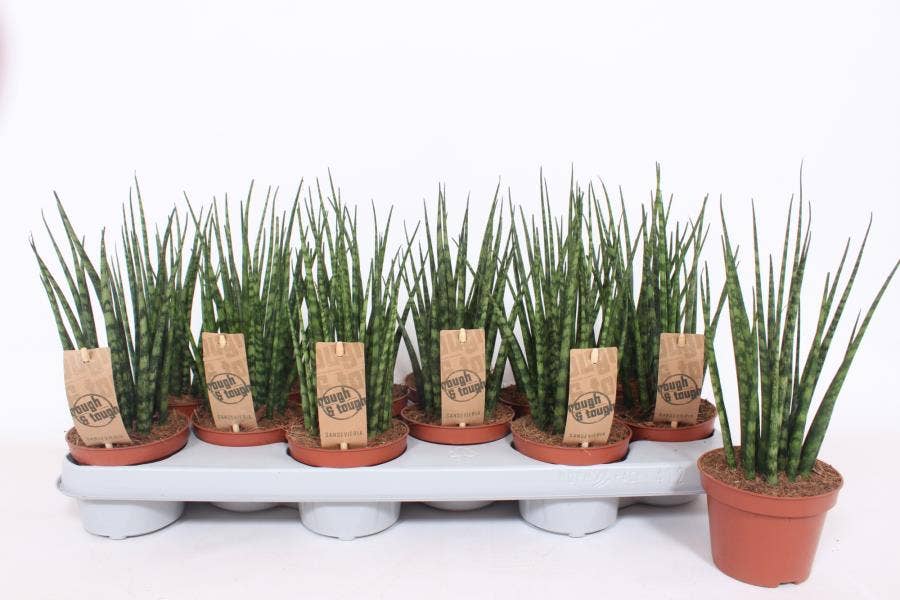 Sansevieria cyl. Fernwood Mikado