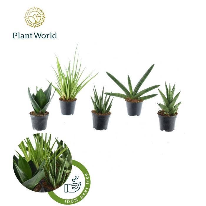 Sansevieria cyl. Gobi