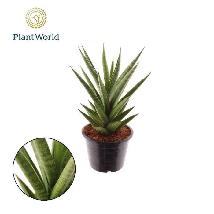 Sansevieria cyl. Starshooter