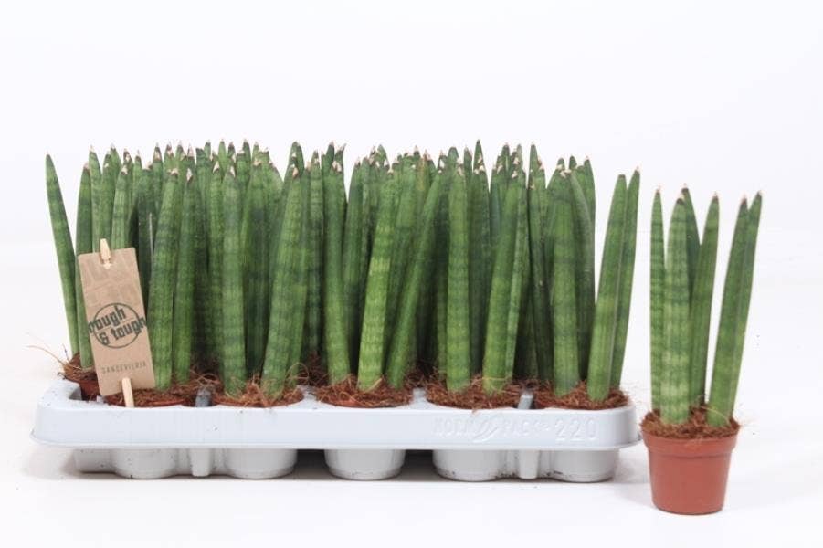 Sansevieria cyl. Straight