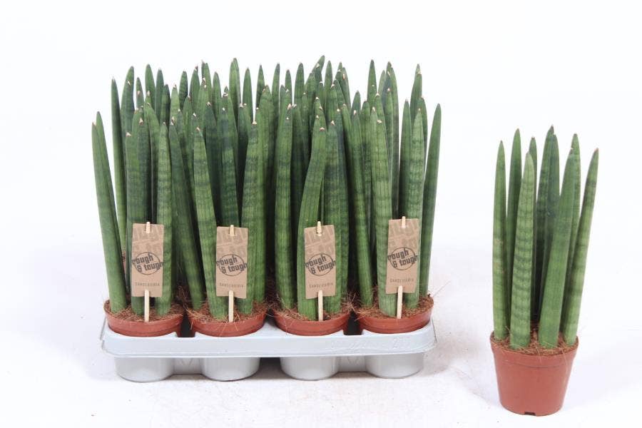 Sansevieria cyl. Straight
