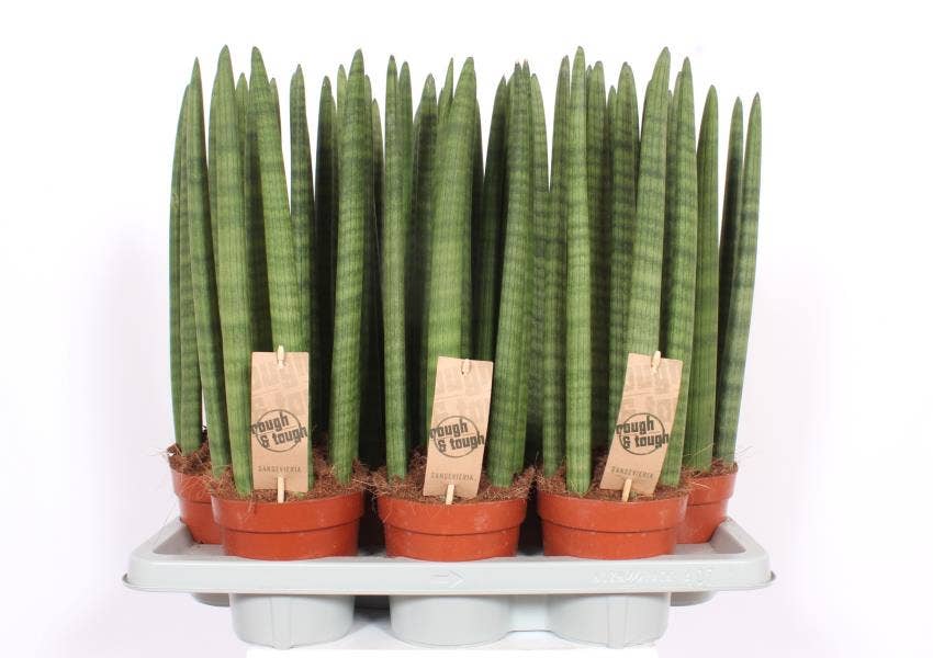 Sansevieria cyl. Straight