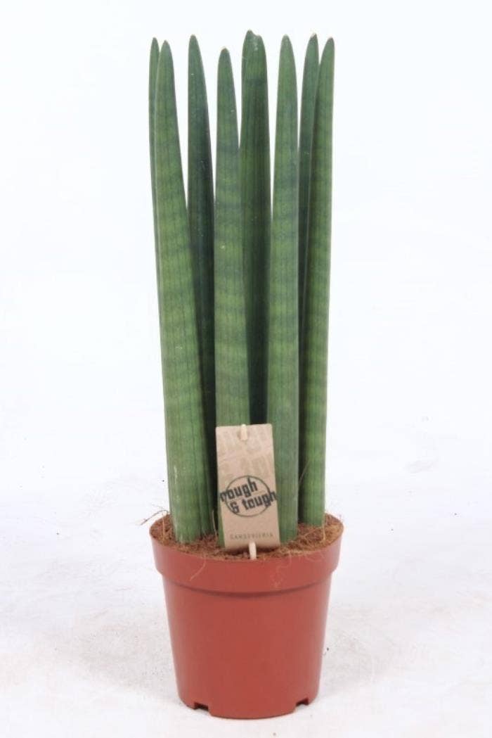 Sansevieria cyl. Straight