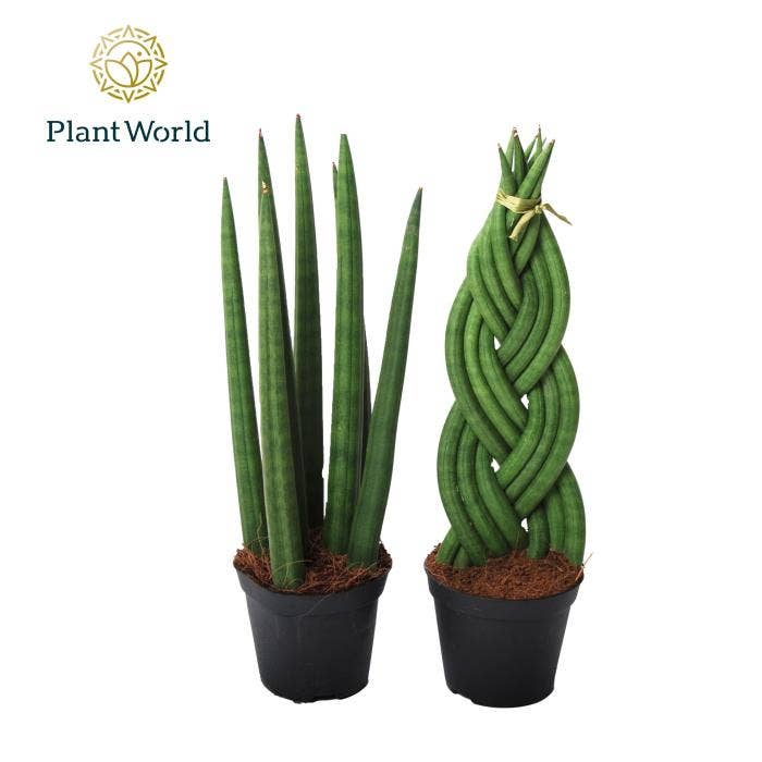 Sansevieria cyl. (Twist & Spaghetti)