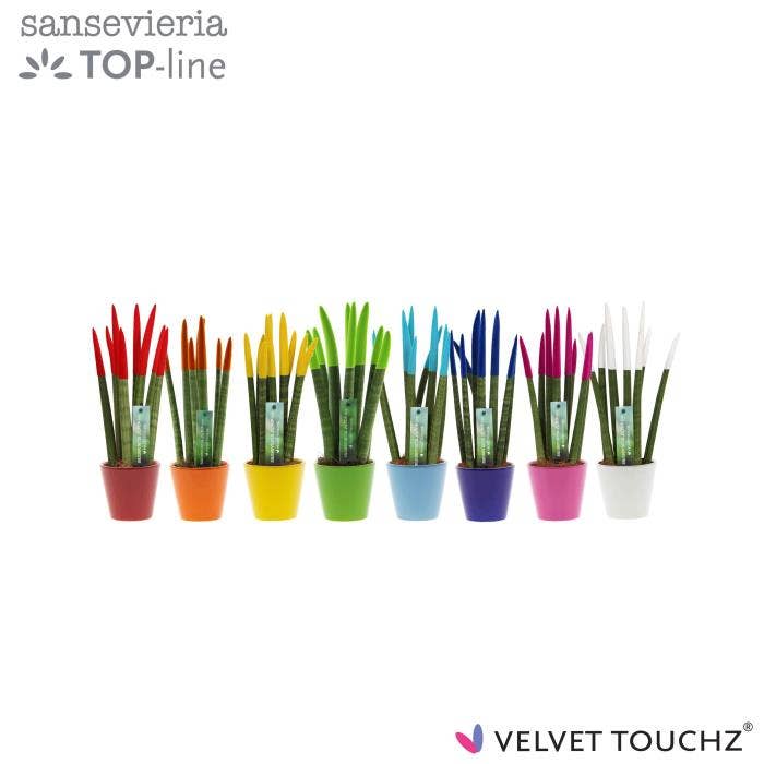 Sansevieria cyl. Velvet Touchz in R'dam