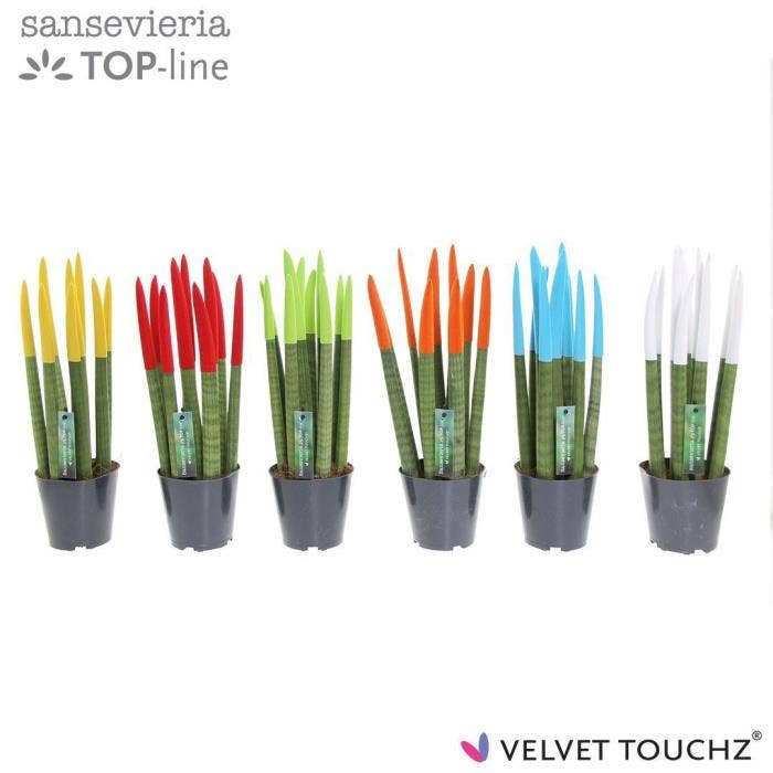 Sansevieria cyl. Velvet Touchz