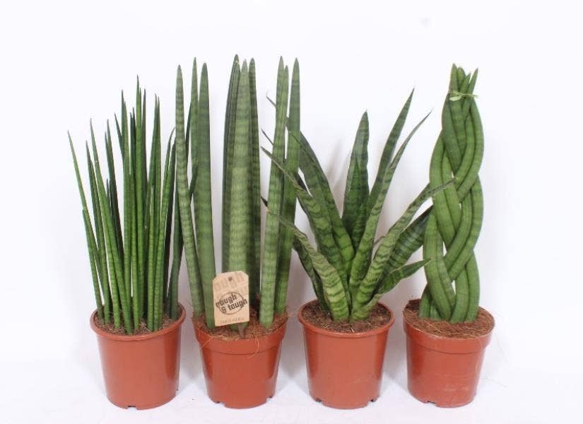 Sansevieria cyl.