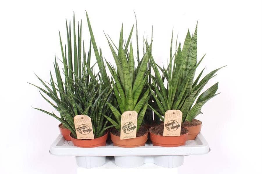 Sansevieria cyl.