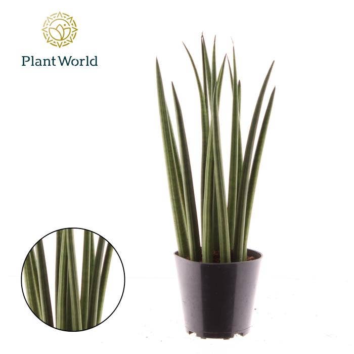 Sansevieria cylindrica 'Bacularis' / Mikado Green 