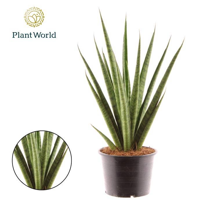 Sansevieria Pineapple