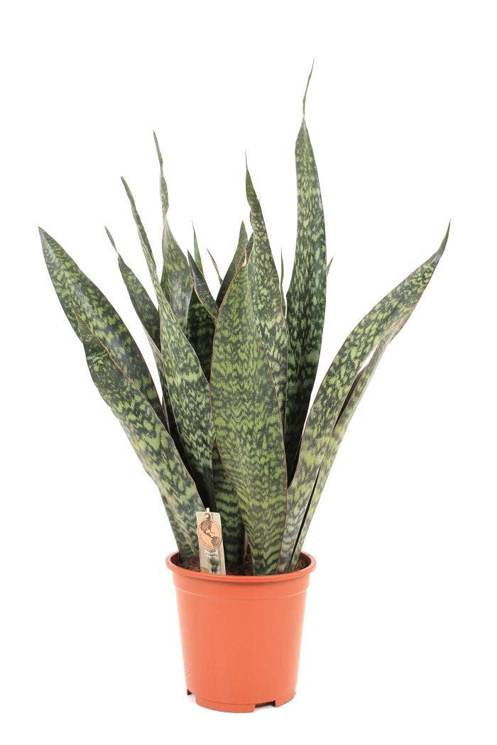 Sansevieria trif. Jamaiquina