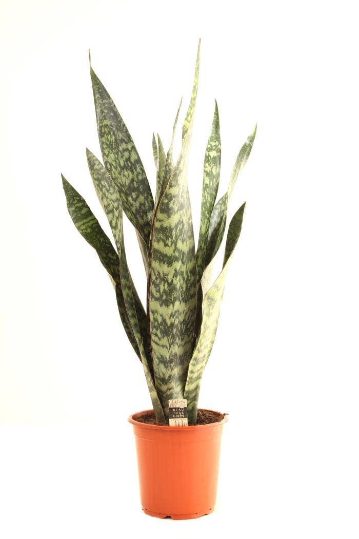 Sansevieria trif. Jamaiquina