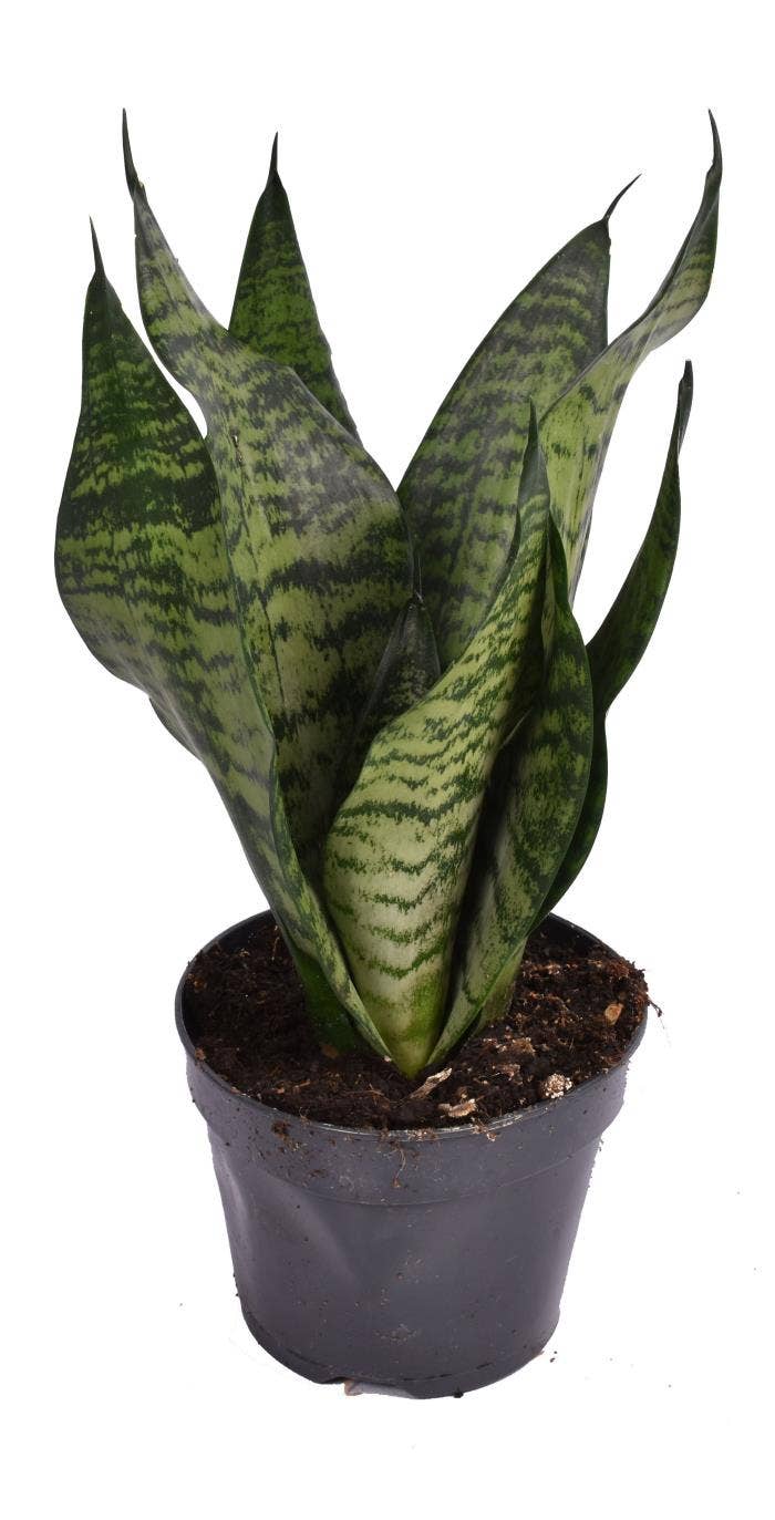 Sansevieria trif. Larenzi