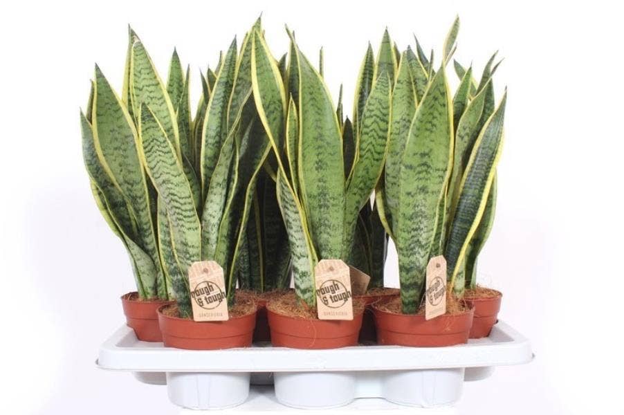 Sansevieria trif. Laurentii
