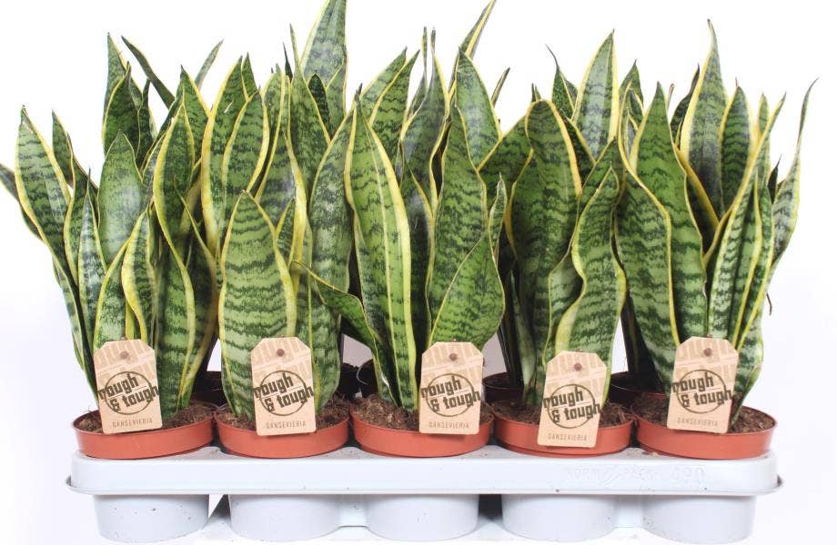 Sansevieria trif. Laurentii