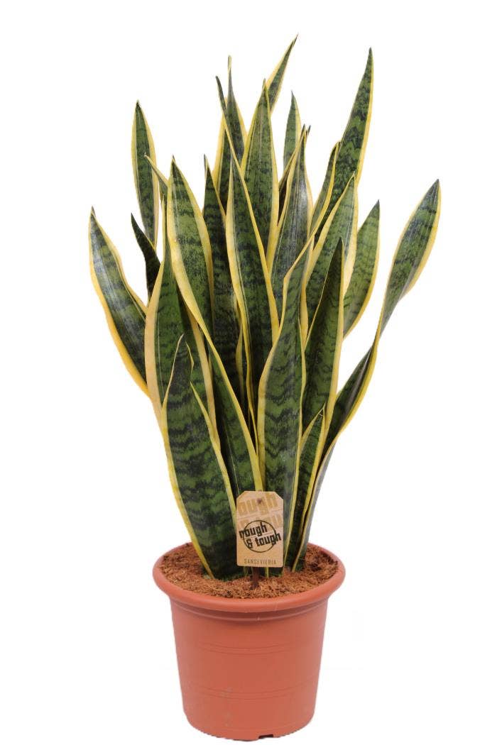 Sansevieria trif. Laurentii