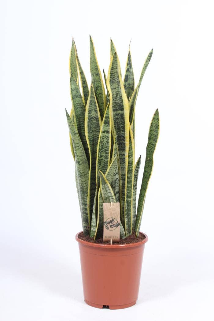 Sansevieria trif. Laurentii