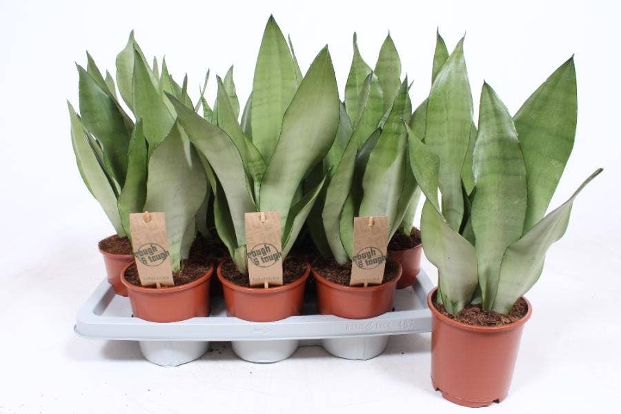 Sansevieria trif. Moonshine