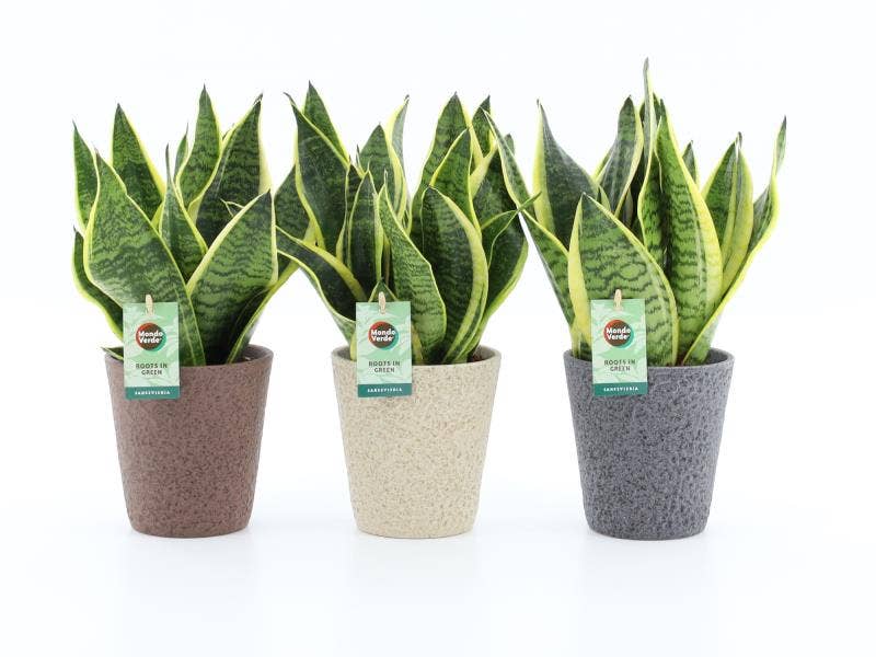 Sansevieria trif. Superba in Nature