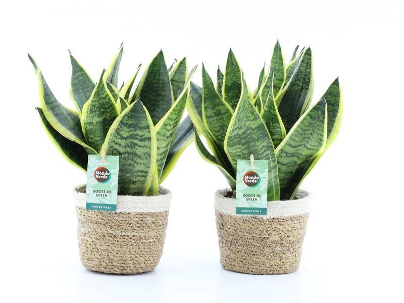 Sansevieria trif. Superba in Noah Korb