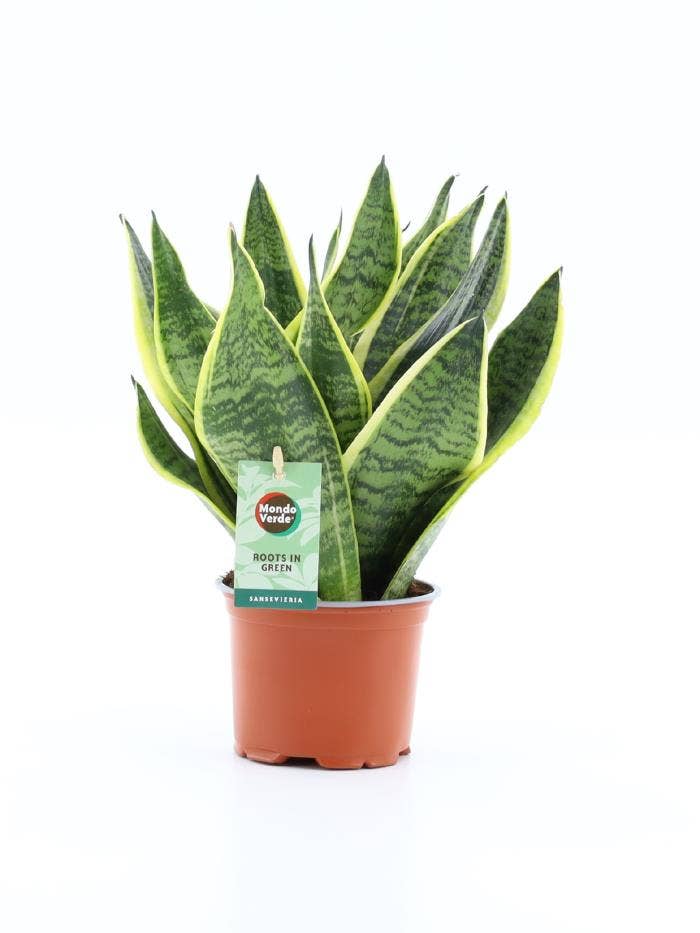 Sansevieria trif. Superba