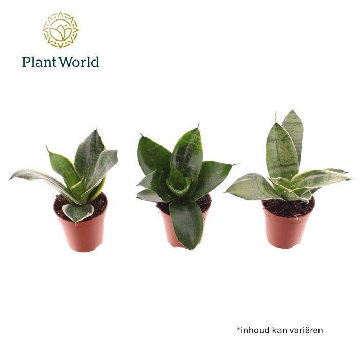 Sansevieria trif. Tiny Sanny