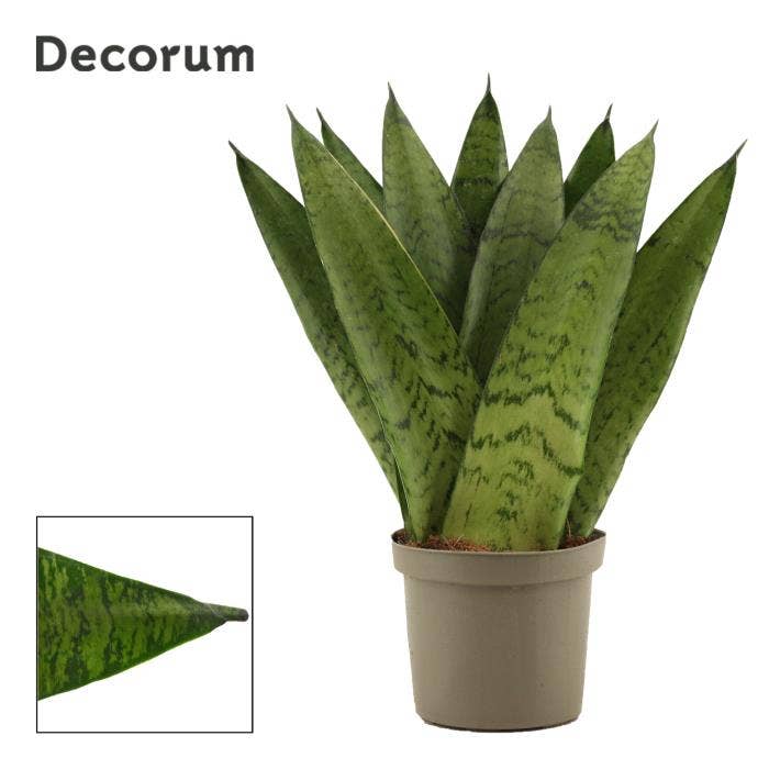 Sansevieria trif. Zeylanica Fan