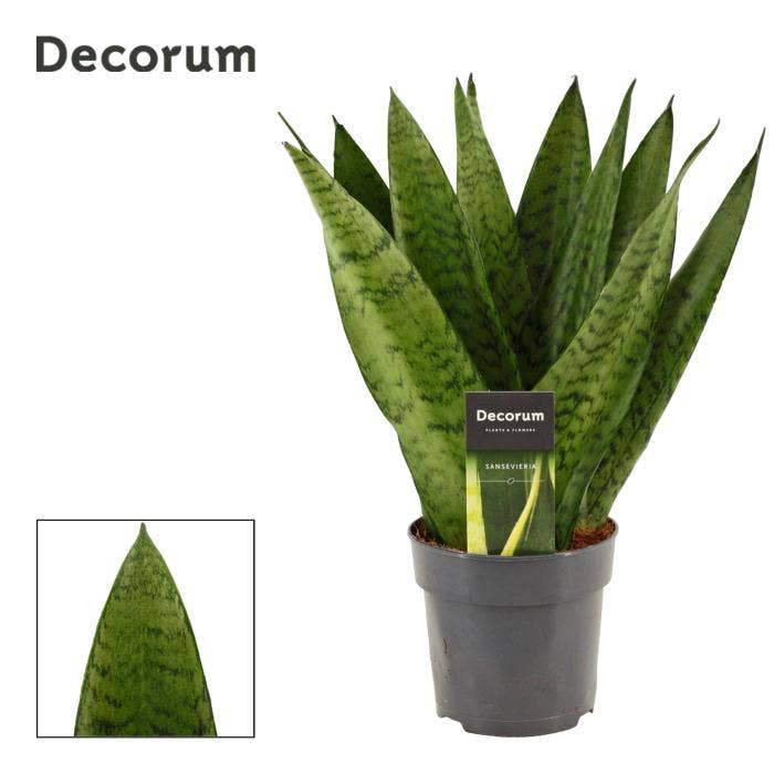 Sansevieria trif. Zeylanica Fan