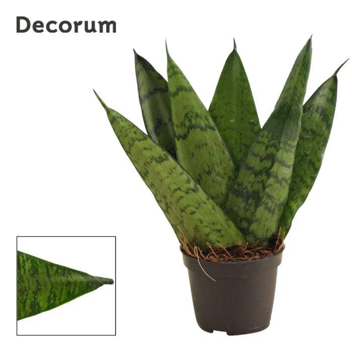 Sansevieria trif. Zeylanica Fan