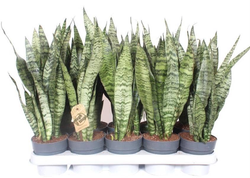 Sansevieria trif. Zeylanica