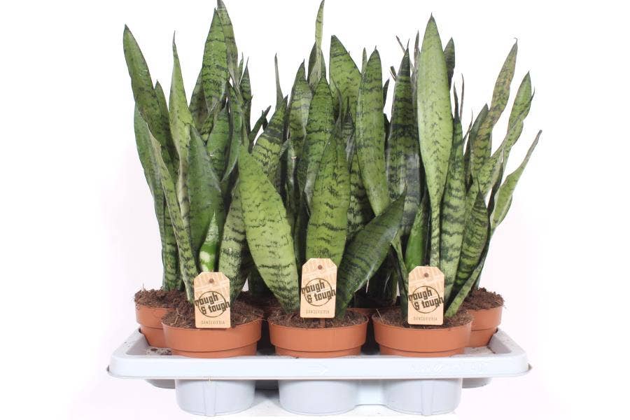 Sansevieria trif. Zeylanica