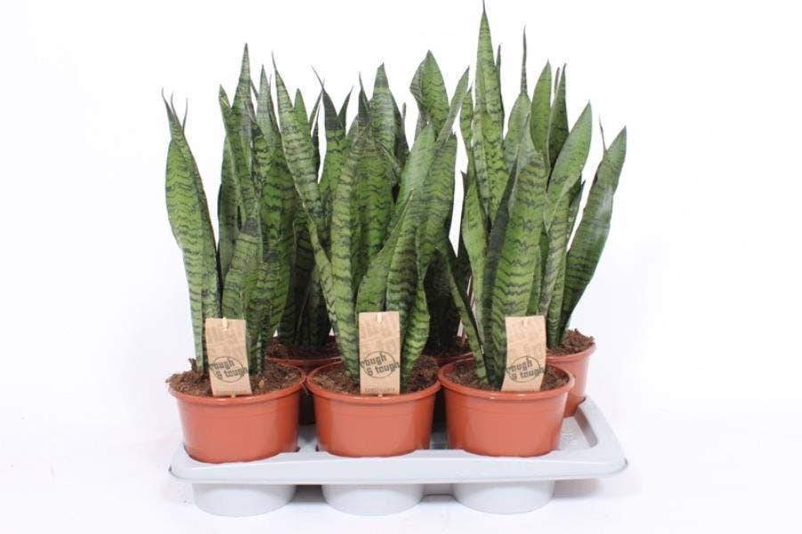 Sansevieria trif. Zeylanica