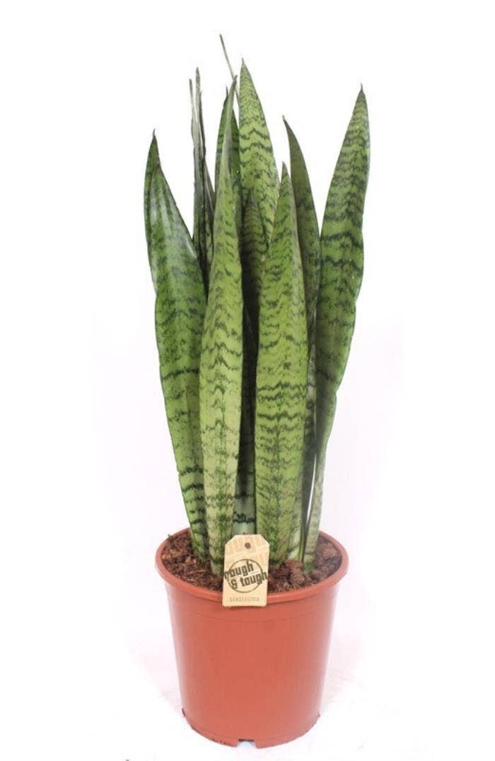 Sansevieria trif. Zeylanica