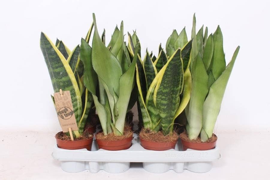 Sansevieria trif. 