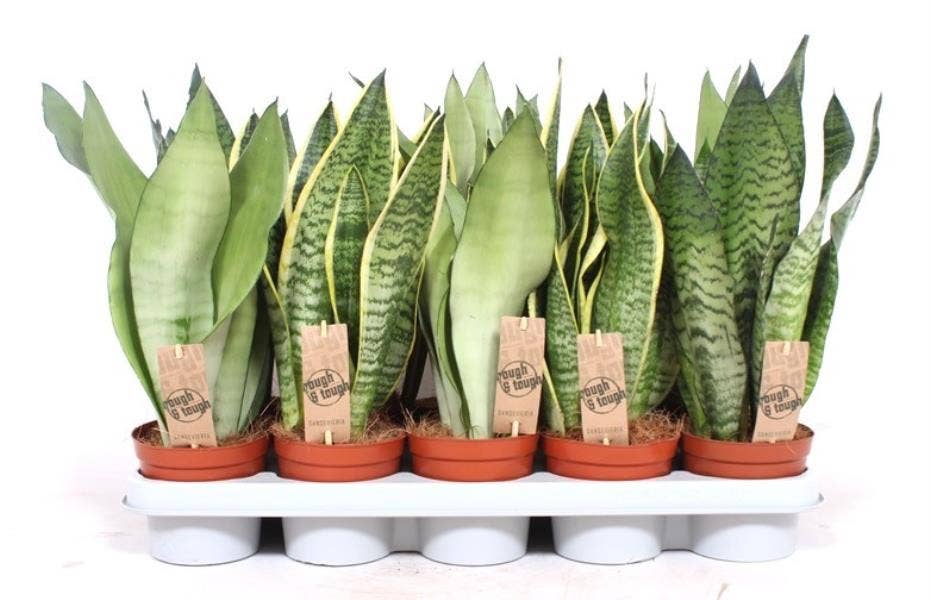 Sansevieria trif. 