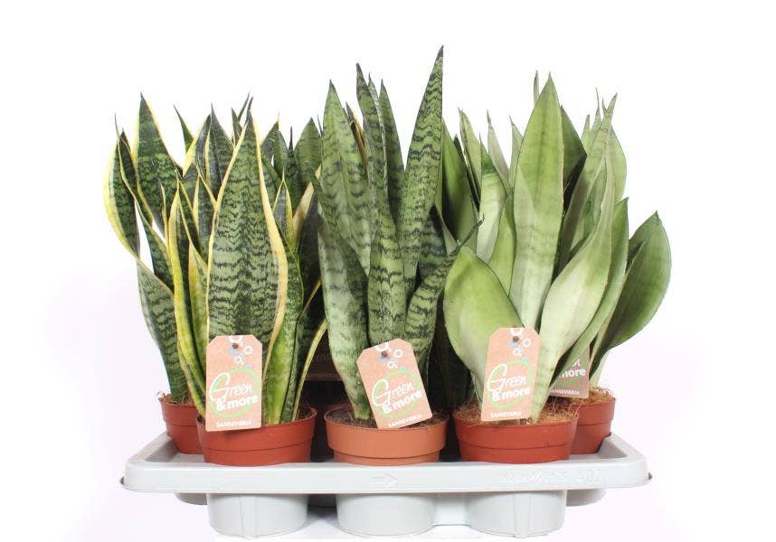 Sansevieria trif. 