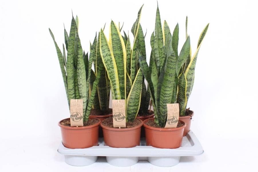 Sansevieria trif. 