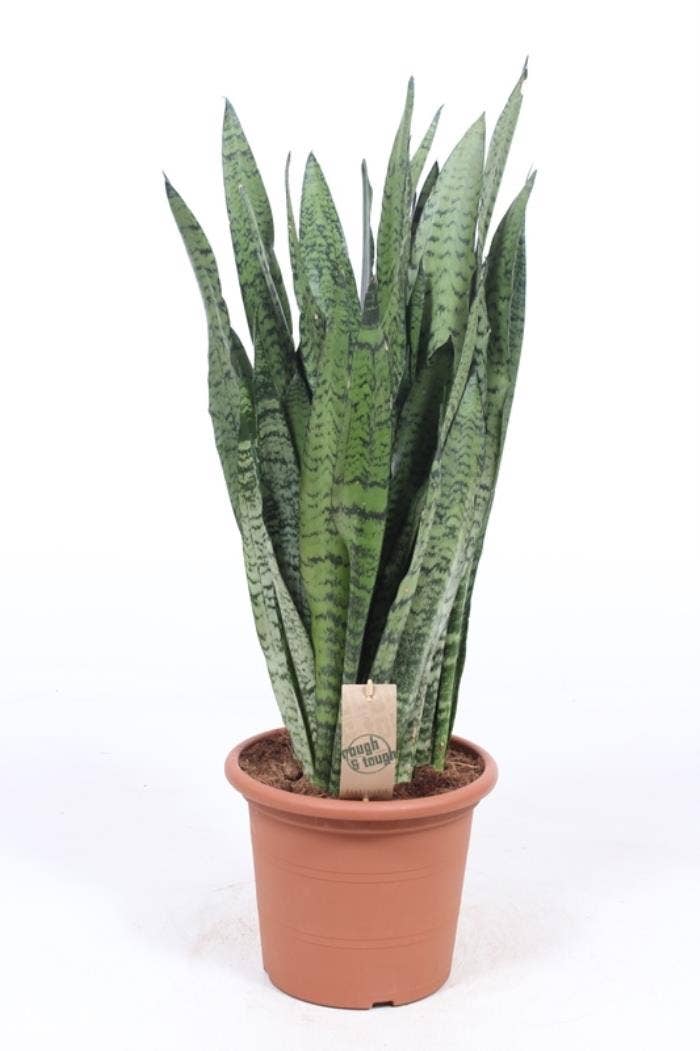 Sansevieria zeylanica
