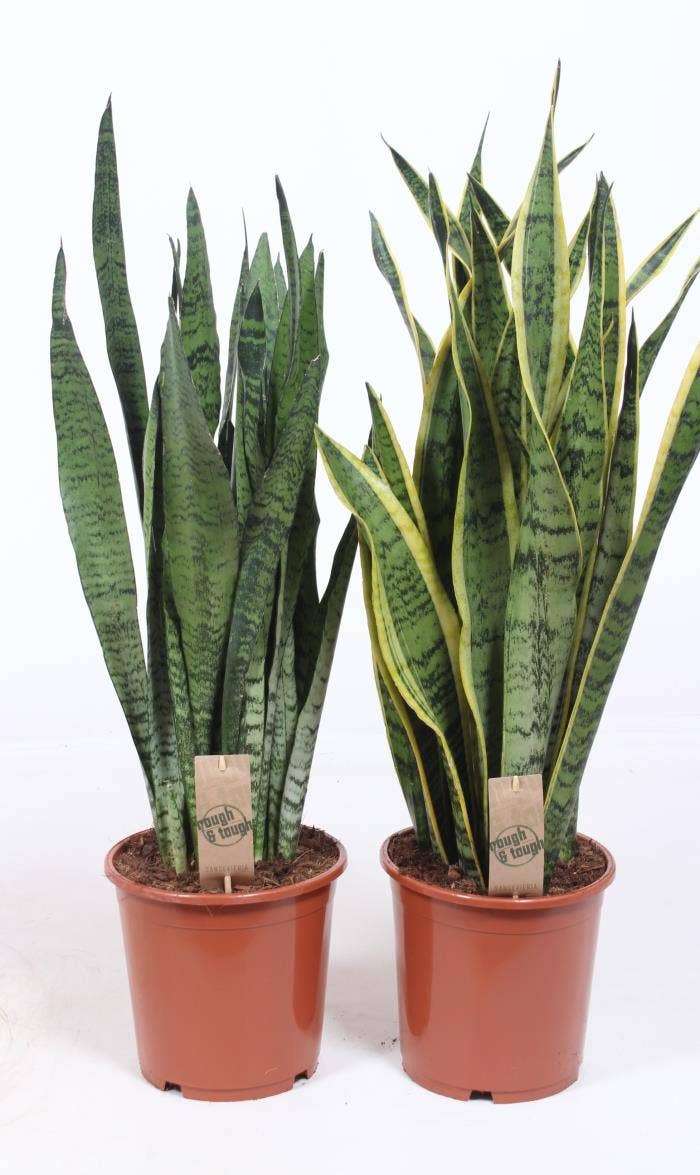Sansevieria 