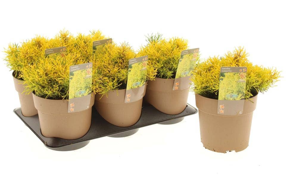 Santolina 'Lemon Fizz'