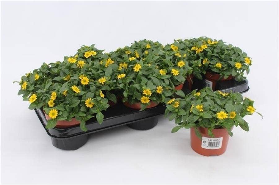 Sanvitalia procumbens