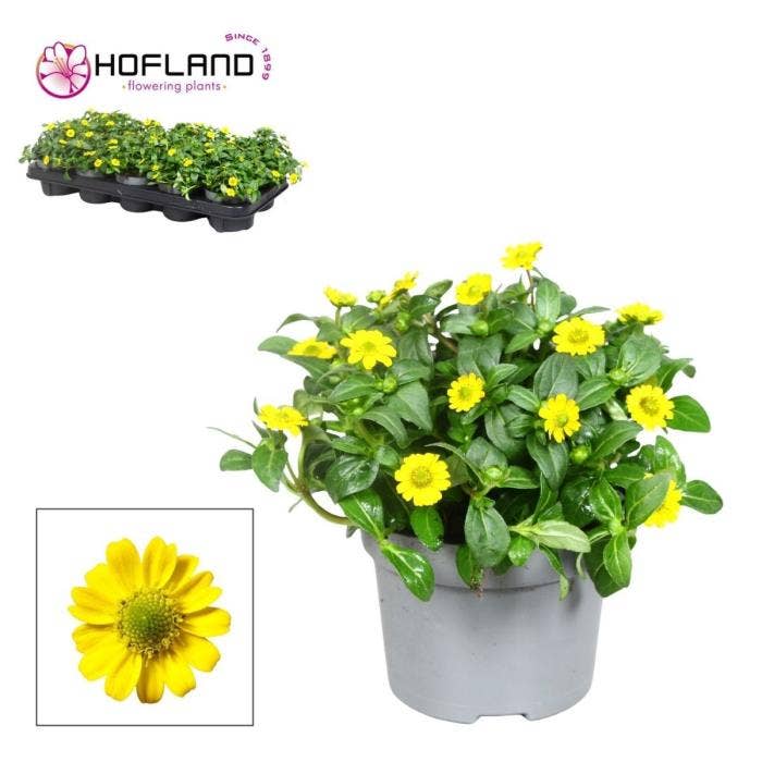 Sanvitalia Yellow