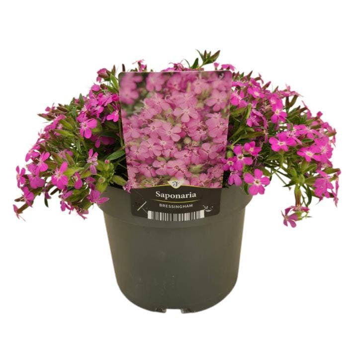 Saponaria 'Bressingham'