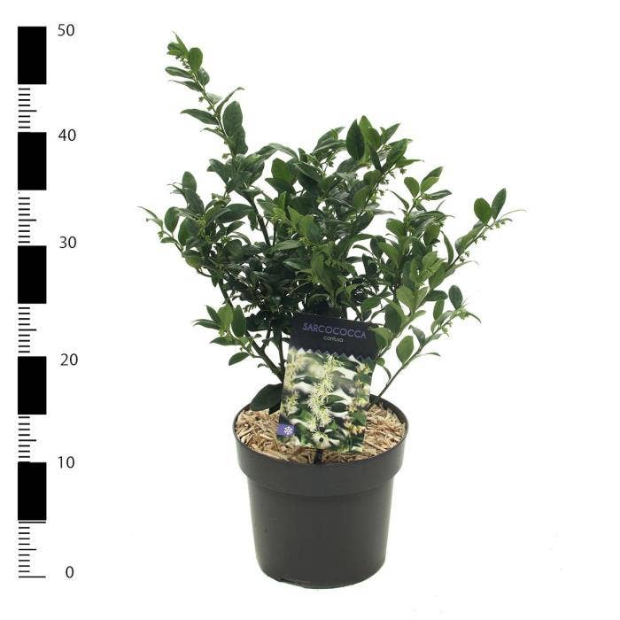 Sarcococca confusa