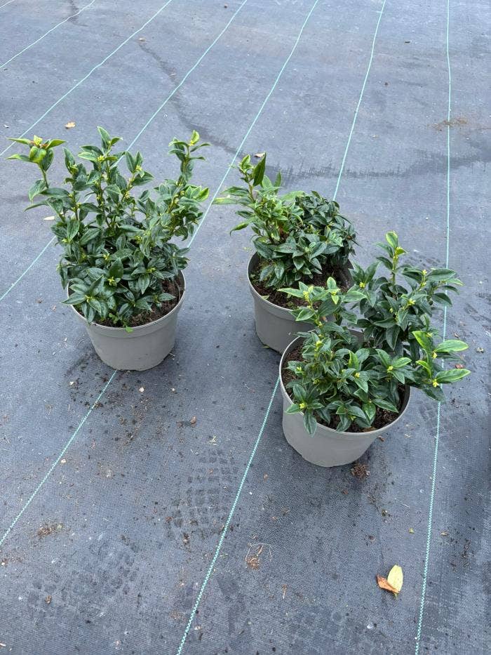Sarcococca confusa