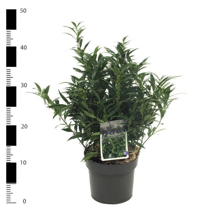 Sarcococca 'Fragrant Valley'