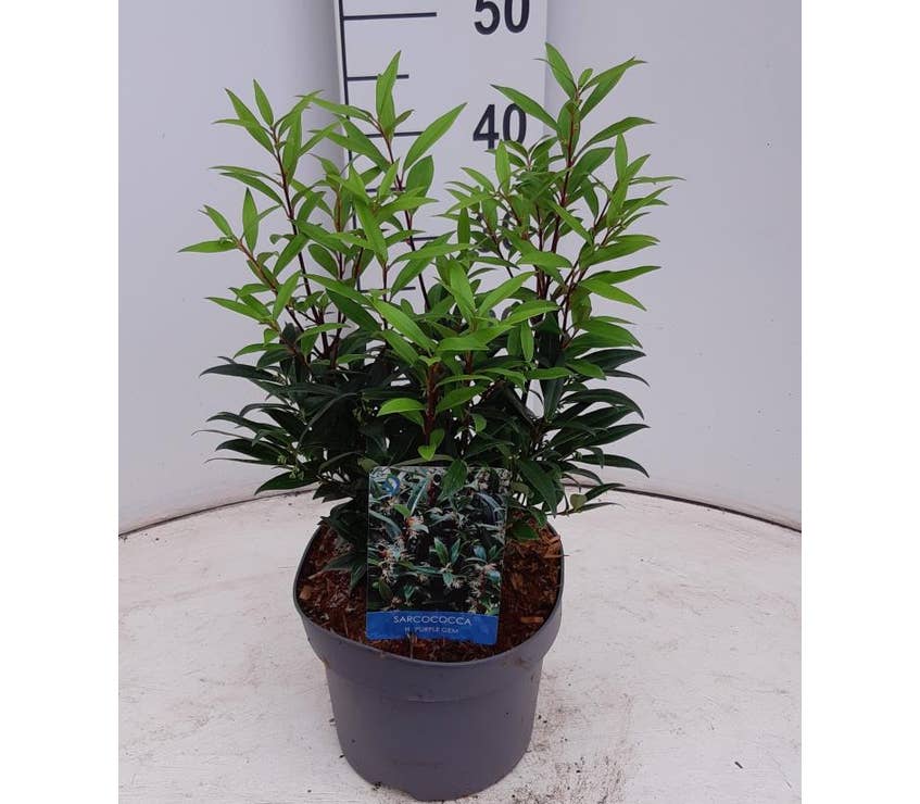 Sarcococca hoo. 'Purple Gem'