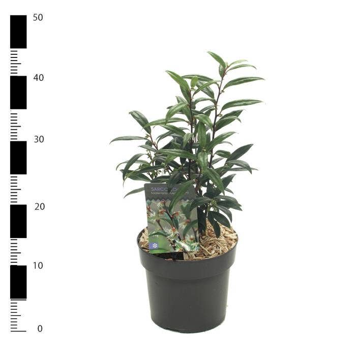 Sarcococca hoo. 'Purple Gem'