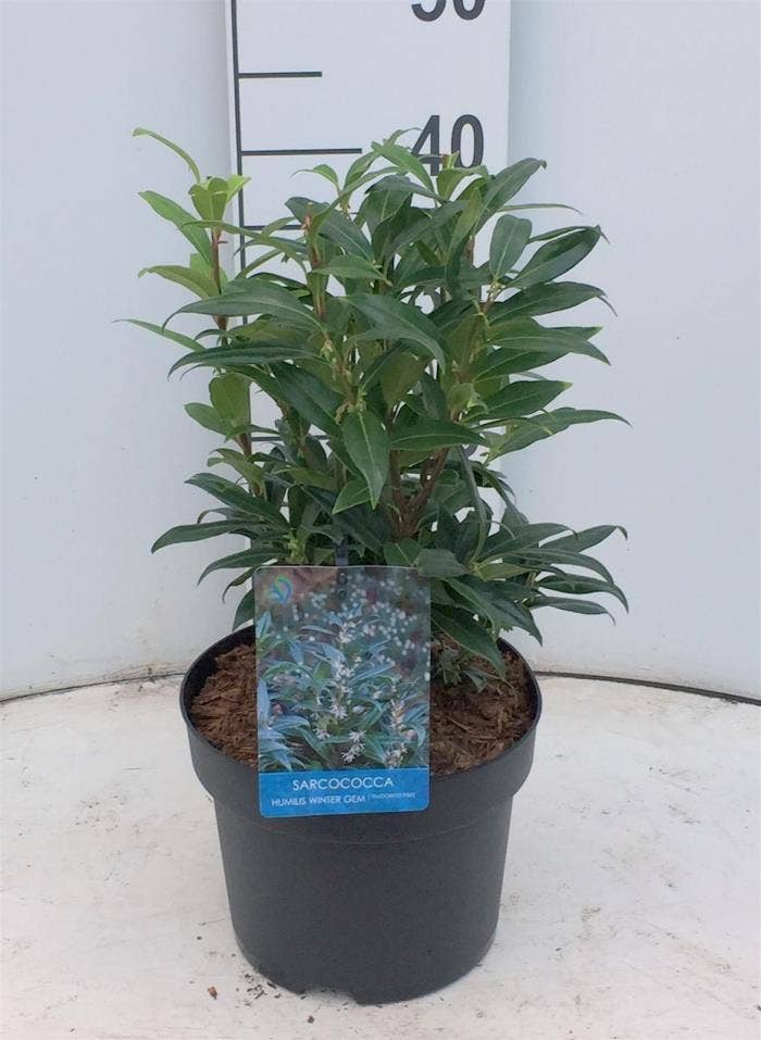 Sarcococca hoo. 'Winter Gem'